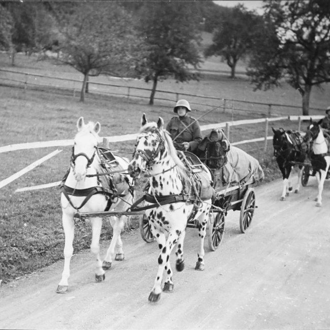 Während dem 2. Weltkrieg arbeiteten die Pferde für die Schweizer Armee.